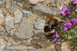 Berglandhummel (Bombus monticola) auf Gegenblättrigem Steinbrech (Saxifraga oppositifolia) (08.2021, C205425)