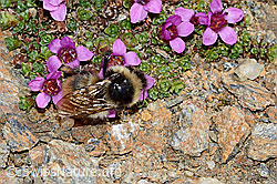 Berglandhummel (Bombus monticola) auf Gegenblättrigem Steinbrech (Saxifraga oppositifolia) (08.2021, C205427)