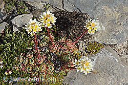 C208877: Trauben-Steinbrech (Saxifraga paniculata)