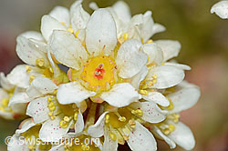 C208892: Trauben-Steinbrech (Saxifraga paniculata)