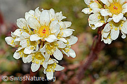 C208893: Trauben-Steinbrech (Saxifraga paniculata)