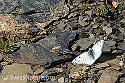 Alpenweissling (Pontia callidice) (C208924) Alpenweissling (Pontia callidice) (C208924)