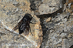 Hybomitra caucasica (Bremse) (C208930)