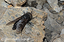 Hybomitra caucasica (Bremse) (C208932)