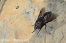 Hybomitra caucasica (Bremse) (C208935)
