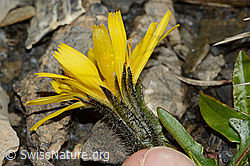 Berg-Milchkraut (Leontodon montanus) (09.2021, C208949)