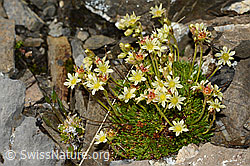 Foto: Moschus-Steinbrech (Saxifraga exarata ssp. moschata)