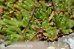 Foto: Moschus-Steinbrech (Saxifraga exarata ssp. moschata)