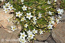 Foto: Bewimpertes Sandkraut (Arenaria ciliata)