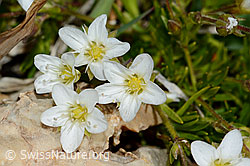 Bewimpertes Sandkraut (Arenaria ciliata) (09.2021, C208983)