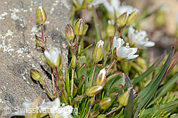 Foto: Bewimpertes Sandkraut (Arenaria ciliata)