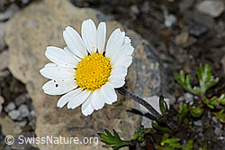 Gewöhnliche Alpenmargerite (Leucanthemopsis alpina) (C209022) Gewöhnliche Alpenmargerite (Leucanthemopsis alpina) (C209022)