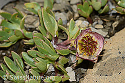 C209029: Gletscher-Hahnenfuss (Ranunculus glacialis)