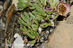 C209030: Gletscher-Hahnenfuss (Ranunculus glacialis)