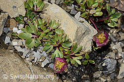 C209031: Gletscher-Hahnenfuss (Ranunculus glacialis)