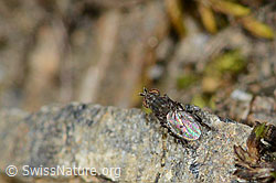 Scatella tenuicosta (Salzfliege) (C209045)