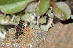 Scatella tenuicosta (Salzfliege) (C209050)