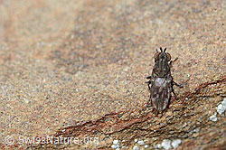 Scatella tenuicosta (Salzfliege) (C209052)