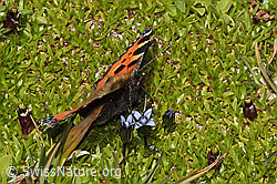 Foto: Kleiner Fuchs (Aglais urticae) auf Zartem Enzian (Gentiana tenella)