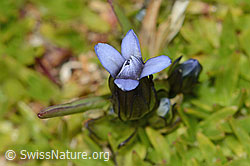 Foto: Zarter Enzian (Gentiana tenella)