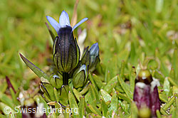 Zarter Enzian (Gentiana tenella) (C209067) Zarter Enzian (Gentiana tenella) (C209067)