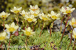 Foto: Moschus-Steinbrech (Saxifraga exarata ssp. moschata)