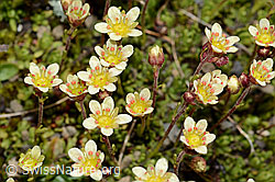 Foto: Moschus-Steinbrech (Saxifraga exarata ssp. moschata)