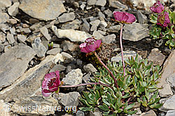 C209126: Gletscher-Hahnenfuss (Ranunculus glacialis)