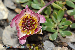C209127: Gletscher-Hahnenfuss (Ranunculus glacialis)