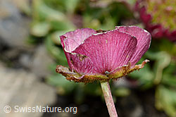C209128: Gletscher-Hahnenfuss (Ranunculus glacialis)