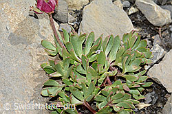 C209129: Gletscher-Hahnenfuss (Ranunculus glacialis)