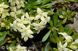 Schweizer Labkraut (Galium megalospermum) (C209133) Schweizer Labkraut (Galium megalospermum) (C209133)