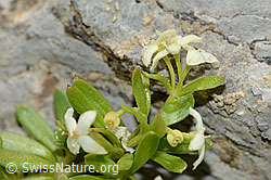 Schweizer Labkraut (Galium megalospermum) (C209134) Schweizer Labkraut (Galium megalospermum) (C209134)