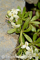 Schweizer Labkraut (Galium megalospermum) (C209135) Schweizer Labkraut (Galium megalospermum) (C209135)