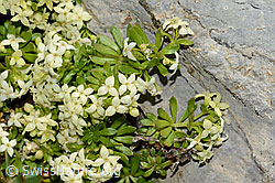 Schweizer Labkraut (Galium megalospermum) (C209136) Schweizer Labkraut (Galium megalospermum) (C209136)