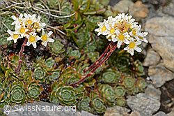 C209185: Trauben-Steinbrech (Saxifraga paniculata)