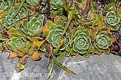 C209186: Trauben-Steinbrech (Saxifraga paniculata)