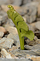 Foto: Echte Mondraute (Botrychium lunaria)