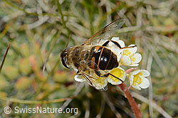 Mistbiene (Eristalis tenax) auf Trauben-Steinbrech (Saxifraga paniculata) (C209243) Mistbiene (Eristalis tenax) auf Trauben-Steinbrech (Saxifraga paniculata) (C209243)