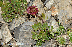 C209246: Gletscher-Hahnenfuss (Ranunculus glacialis)