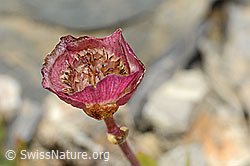 C209247: Gletscher-Hahnenfuss (Ranunculus glacialis)