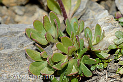 C209248: Gletscher-Hahnenfuss (Ranunculus glacialis)