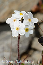Foto: Bewimperter Mannsschild (Androsace chamaejasme)
