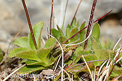 Foto: Bewimperter Mannsschild (Androsace chamaejasme)