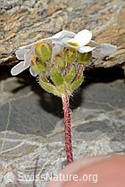 Foto: Bewimperter Mannsschild (Androsace chamaejasme)