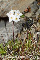 Foto: Bewimperter Mannsschild (Androsace chamaejasme)