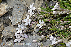 Kriechendes Gipskraut (Gypsophila repens) (C209270) Kriechendes Gipskraut (Gypsophila repens) (C209270)