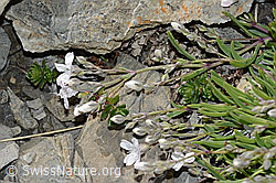 Kriechendes Gipskraut (Gypsophila repens) (C209272) Kriechendes Gipskraut (Gypsophila repens) (C209272)