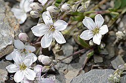Kriechendes Gipskraut (Gypsophila repens) (C209273) Kriechendes Gipskraut (Gypsophila repens) (C209273)
