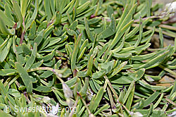Kriechendes Gipskraut (Gypsophila repens) (C209274) Kriechendes Gipskraut (Gypsophila repens) (C209274)